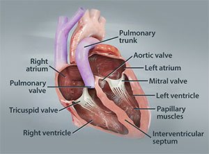 Heart Anatomy